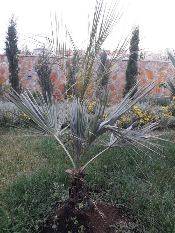 Palm Paradise Стобрек Экстерьер фото